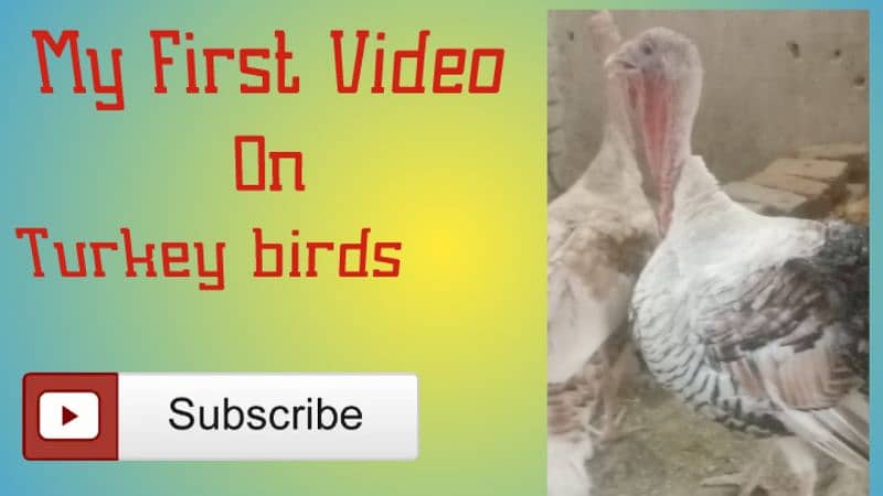 Turkey Duck chicks 0