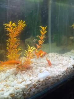 fish