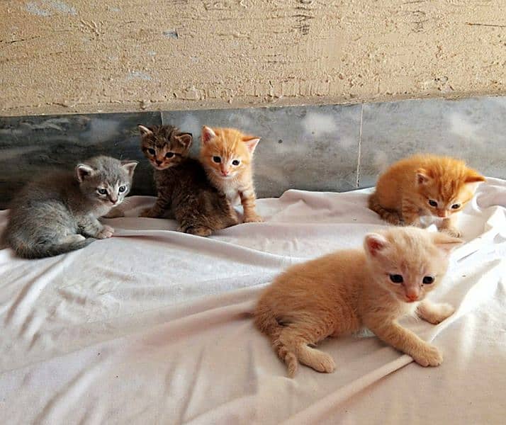 5 Persian kitten for sale 0