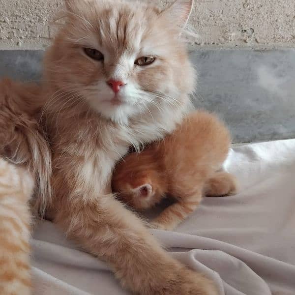 5 Persian kitten for sale 1