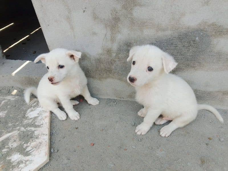Russian dogs for sale 0
