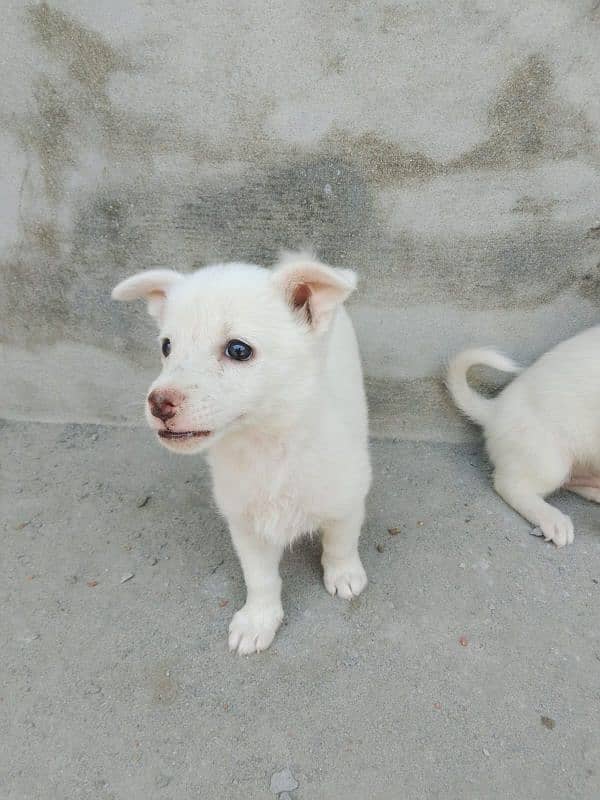 Pure Russain Puppies Pair 1