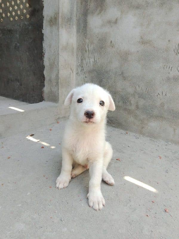 Pure Russain Puppies Pair 7