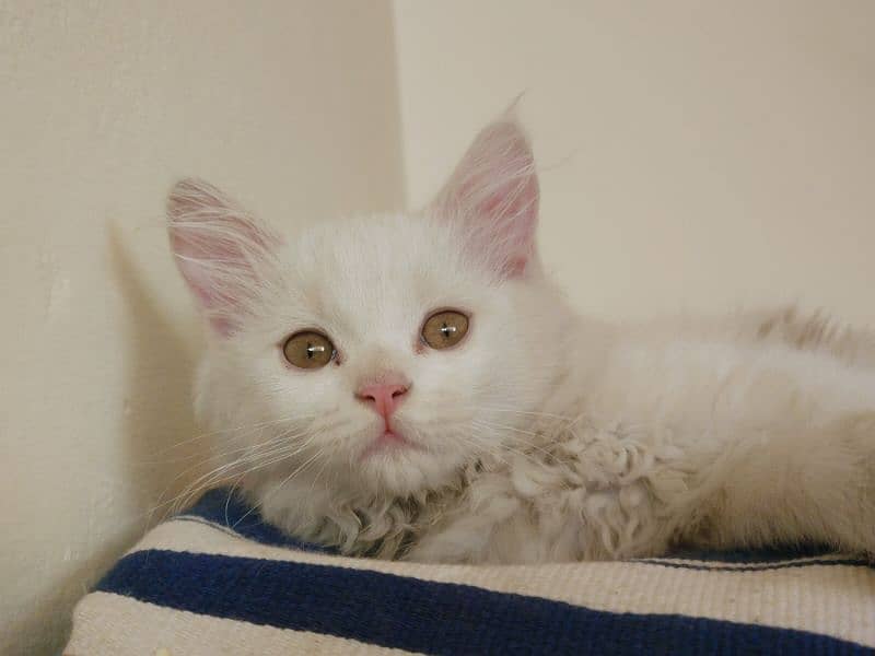 3 cats for sale Double coated (white) triple coated ( black) 3