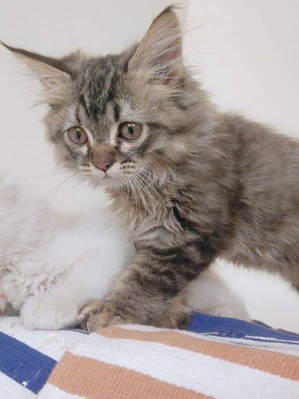 3 cats for sale Double coated (white) triple coated ( black) 9