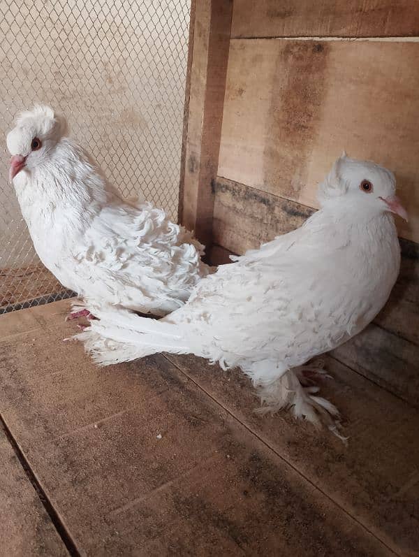 frill pair For sale 0
