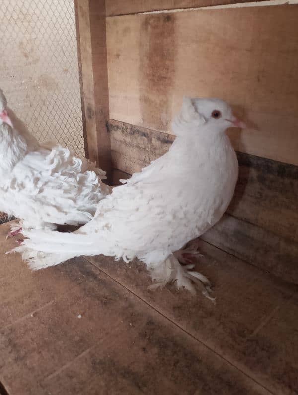 frill pair For sale 1