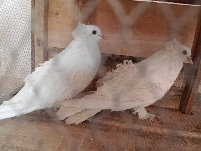 frill pair For sale 2