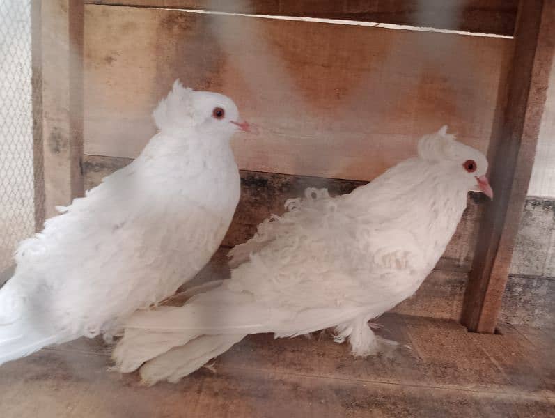 frill pair For sale 3