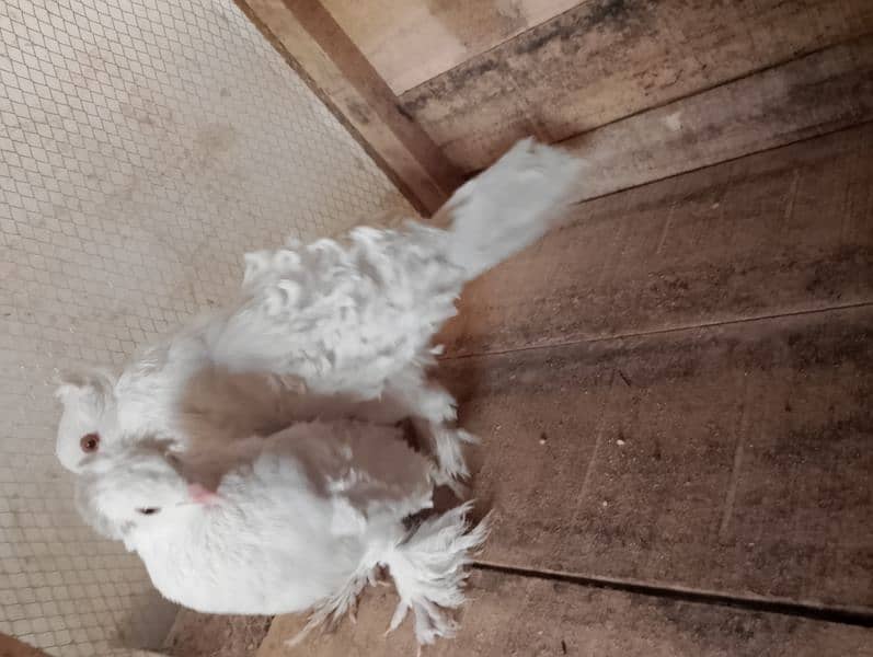 frill pair For sale 5