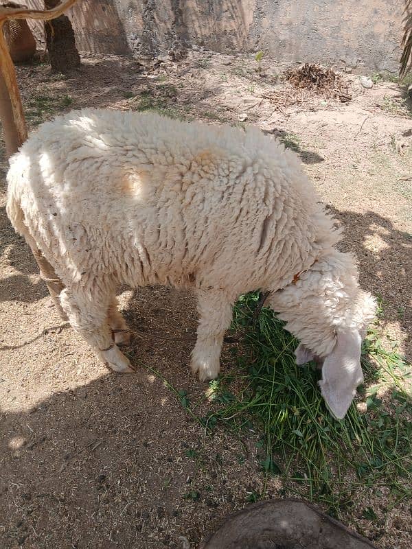Chatra | Lela | Bakra | Goat | Dumba | Kajla | Sargodha Chatra| 1