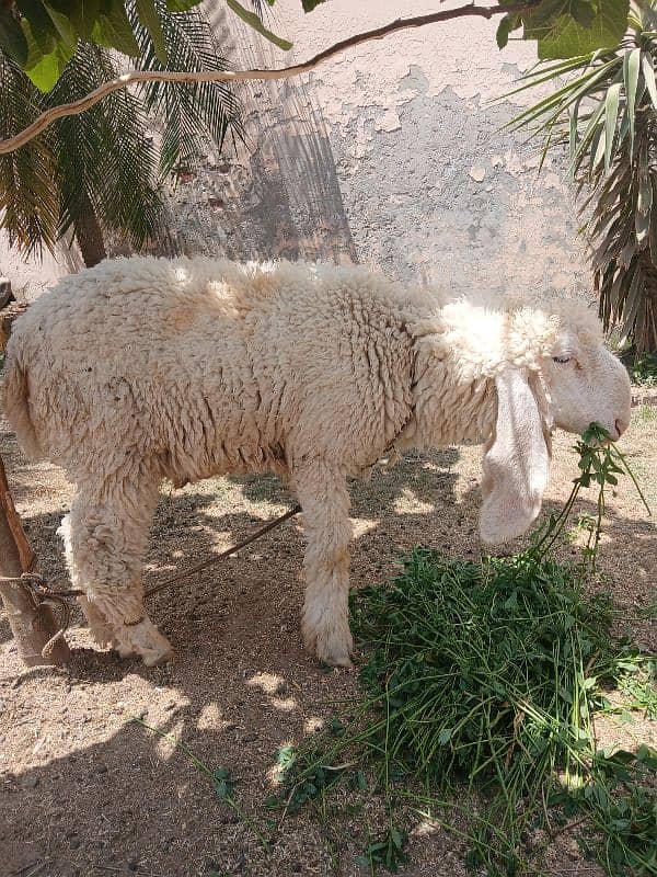 Chatra | Lela | Bakra | Goat | Dumba | Kajla | Sargodha Chatra| 2