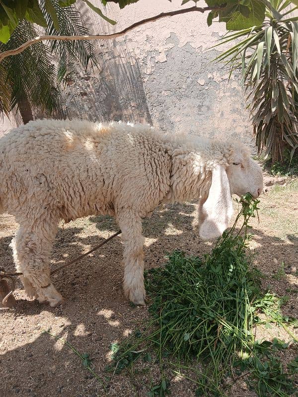 Chatra | Lela | Bakra | Goat | Dumba | Kajla | Sargodha Chatra| 3