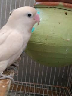 love bird for sale
