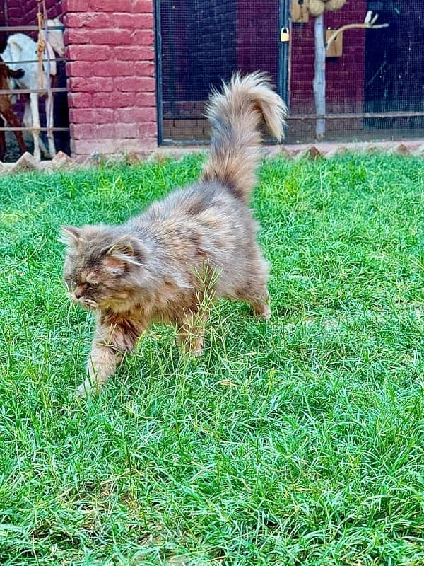 "Luxury Persian Cat for Sale:  A Piece of Royalty for Your Home" 0