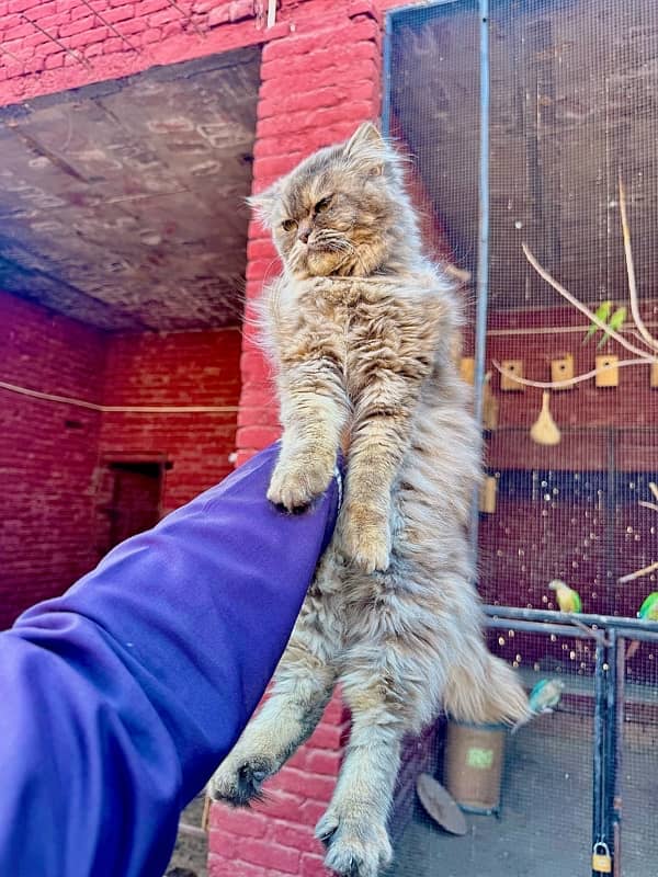"Luxury Persian Cat for Sale:  A Piece of Royalty for Your Home" 1
