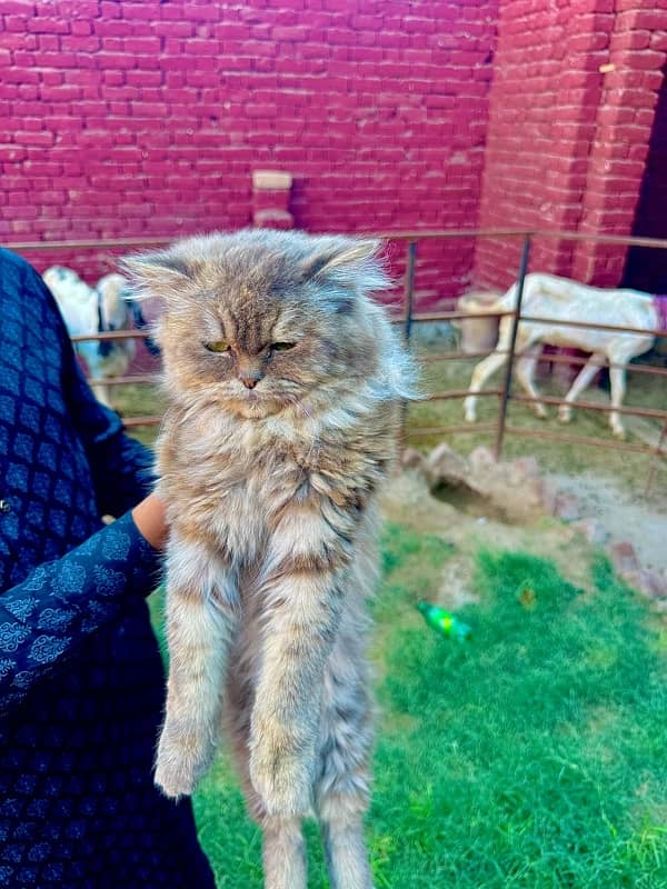 "Luxury Persian Cat for Sale:  A Piece of Royalty for Your Home" 2