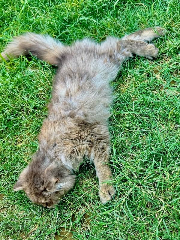 "Luxury Persian Cat for Sale:  A Piece of Royalty for Your Home" 3