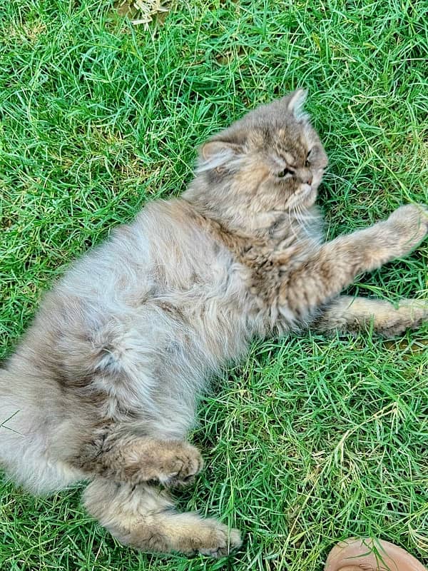 "Luxury Persian Cat for Sale:  A Piece of Royalty for Your Home" 4