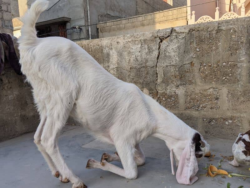 Bakray for sale 2 daant 4