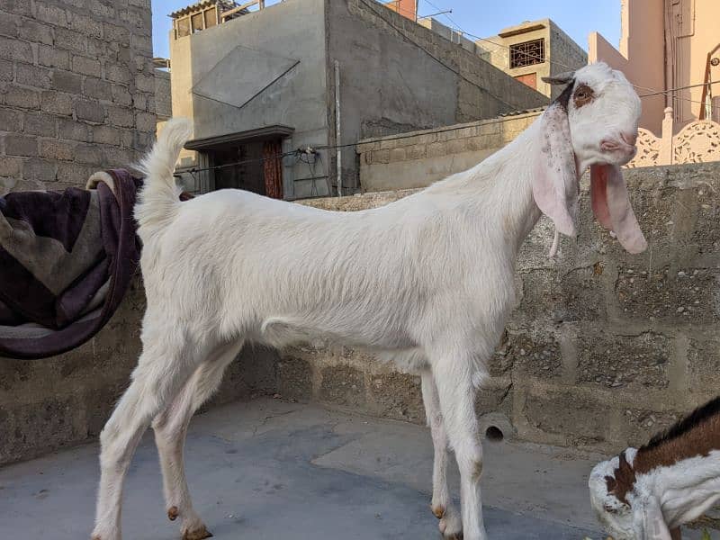 Bakray for sale 2 daant 5
