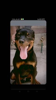 Pure German Rottweiler Male