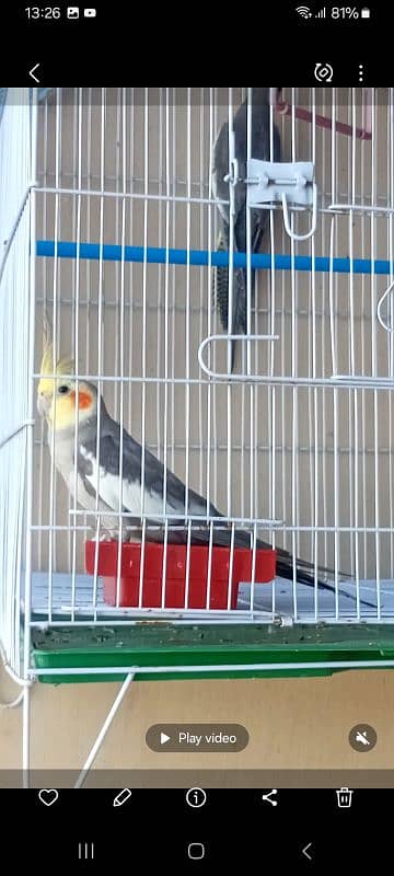 Cocktail and love bird for sale 0