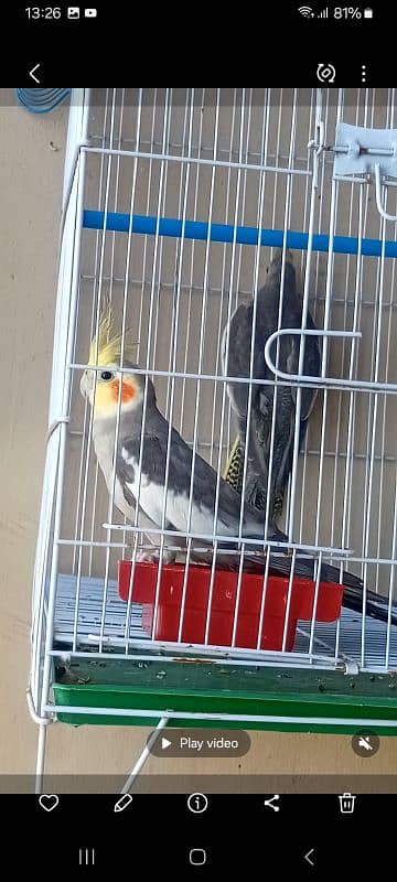 Cocktail and love bird for sale 1