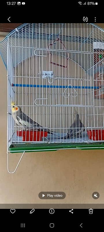Cocktail and love bird for sale 2