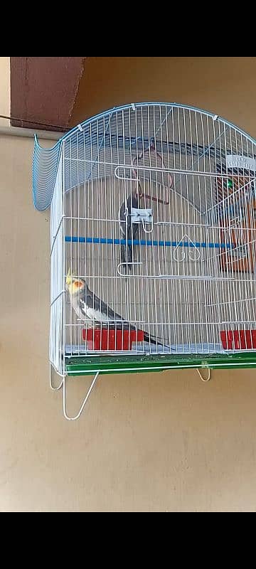 Cocktail and love bird for sale 3