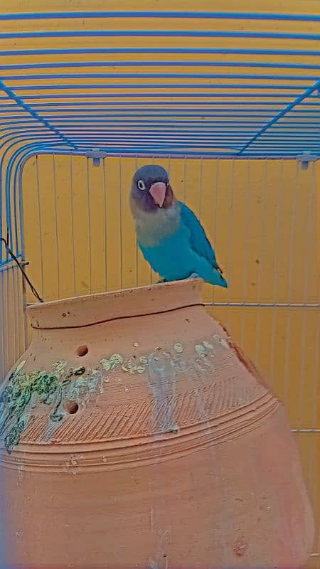Cocktail and love bird for sale 4