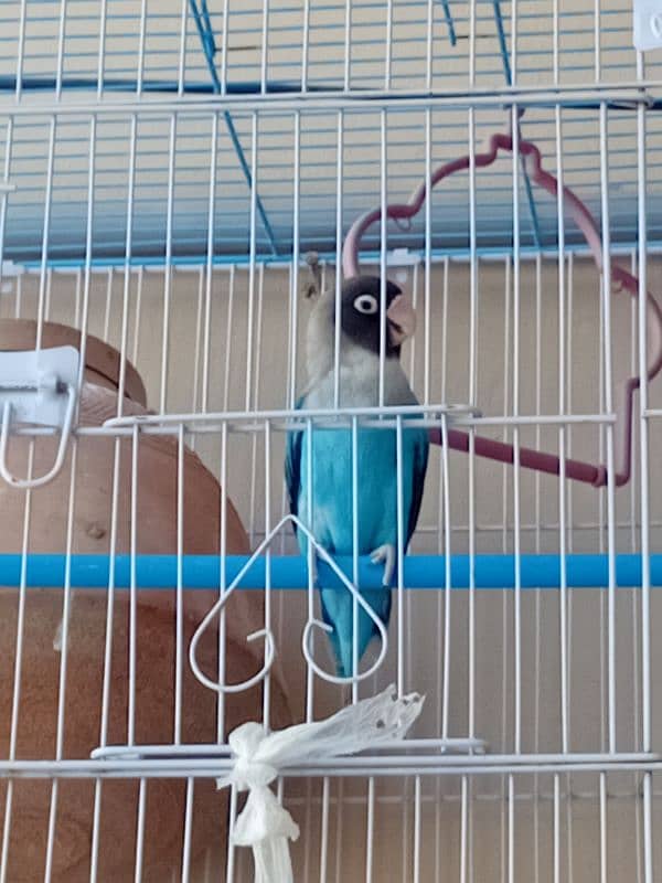 Cocktail and love bird for sale 5
