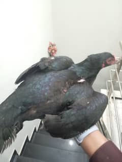 aseel main wali pair for sale