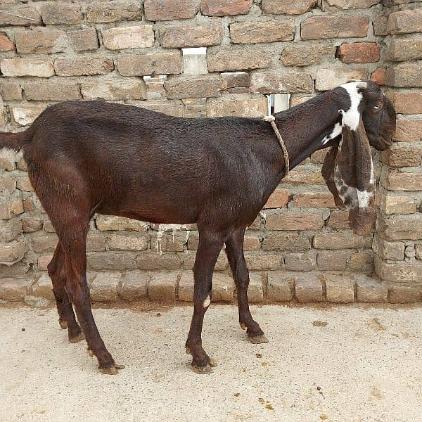 Betal Nagri Amritsari goat 0