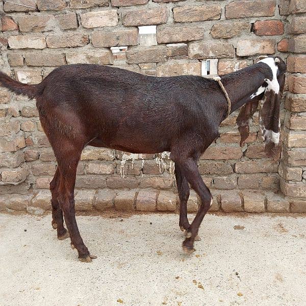 Betal Nagri Amritsari goat 1