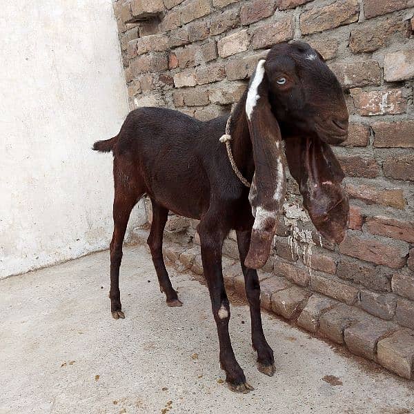 Betal Nagri Amritsari goat 2