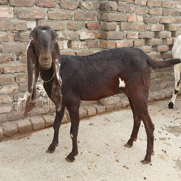 Betal Nagri Amritsari goat 4