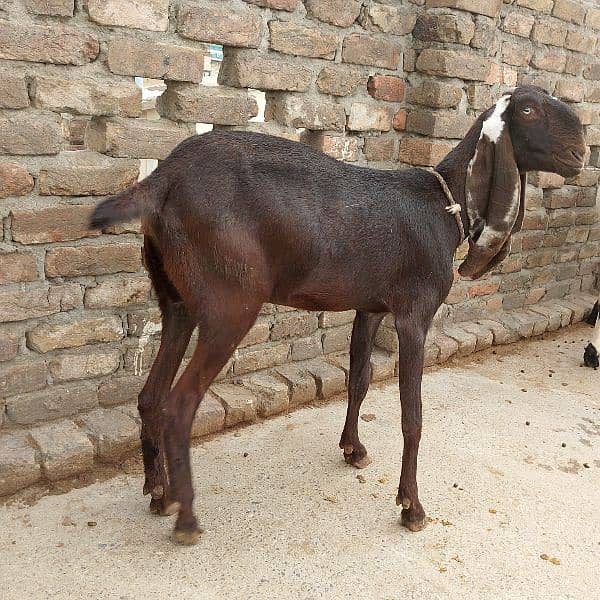Betal Nagri Amritsari goat 5