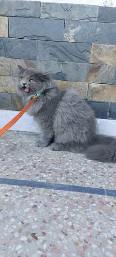 Persian Male kittens for sale