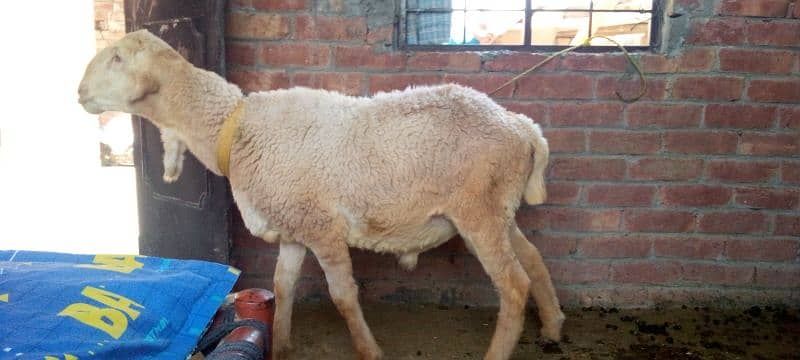 dono mail ha Eid 2025 keleye 03099321674 2