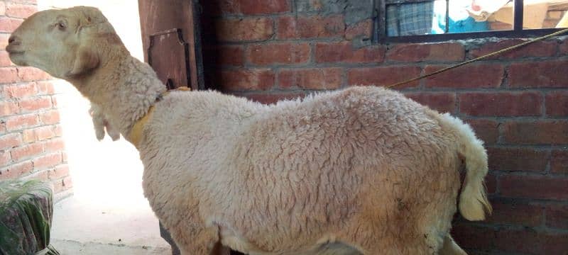 dono mail ha Eid 2025 keleye 03099321674 4