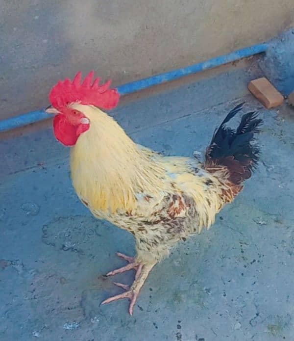 desi murga for sale 0