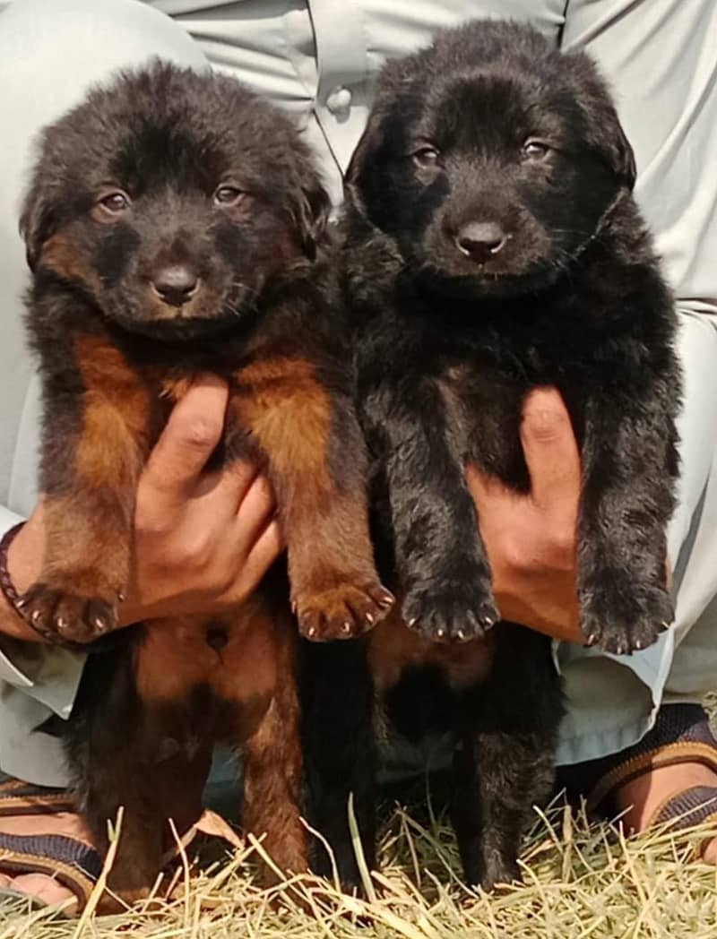 German Shepherd Pair / German Shepherd Double Coated Puppies 0