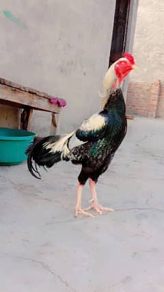 shamo