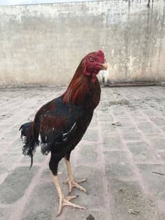 aseel mianwali high quality