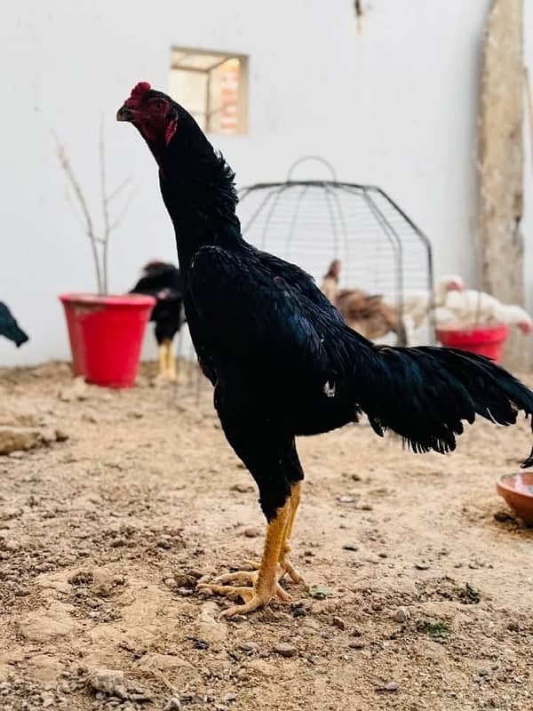 german black o shamo chicks purity guaranteed near 2 months 0