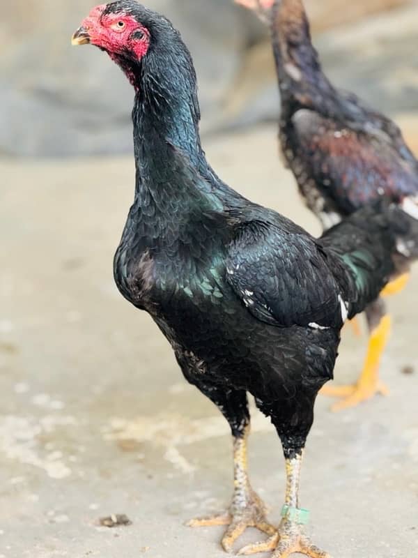 german black o shamo chicks purity guaranteed near 2 months 1
