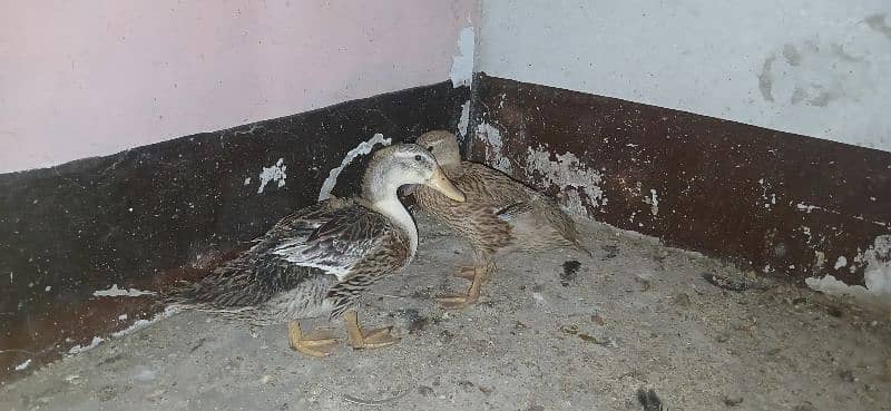duck for sale 0