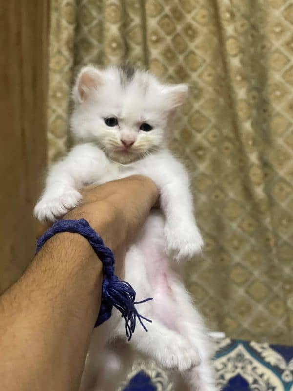 Kittens 2