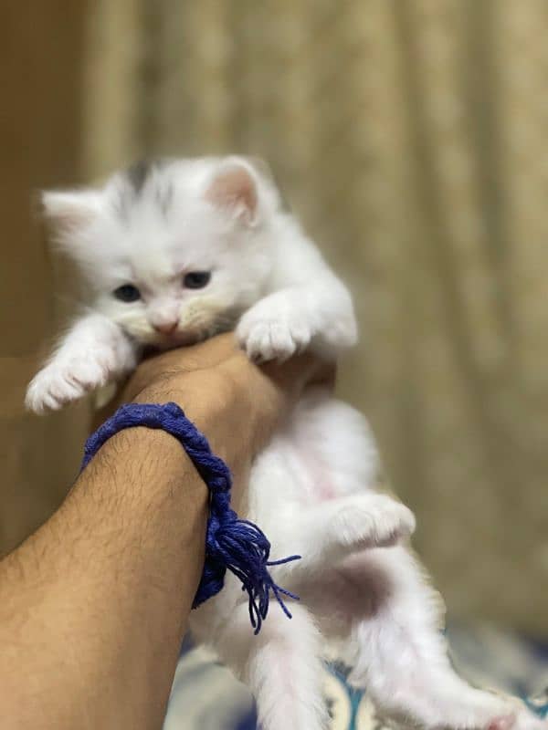 Kittens 3